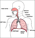 ap1.2.12 respiratory - Digital Download
