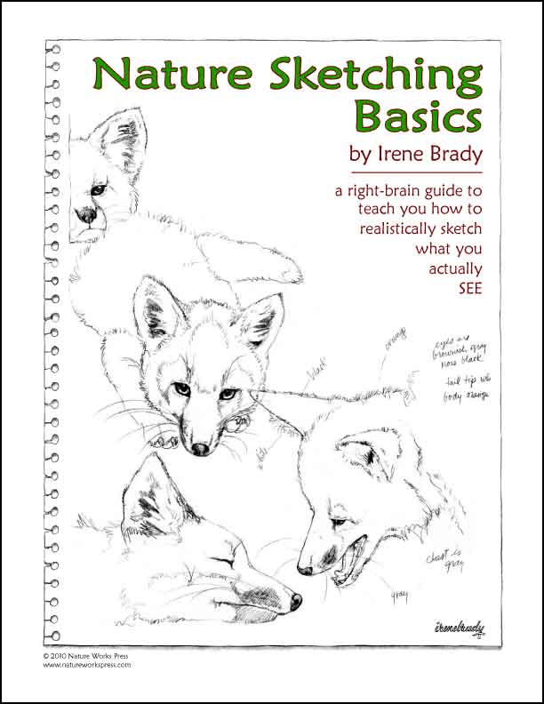 nature sketching basics