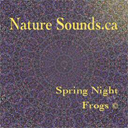 spring night frogs