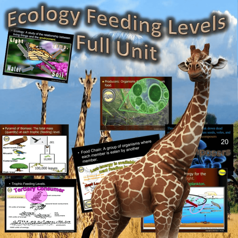 Ecology: Feeding Levels Unit | Presentations | Download