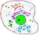 Cells 2010 - Digital Download