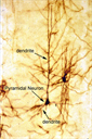 Muscle and Intro Neuro 2010 - Digital Download