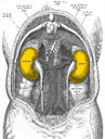 acid base. urinary 2011 - Digital Download
