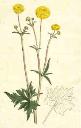 oswald : airs for the seasons - ranunculus : score, part(s) and cover page