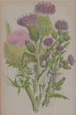 oswald : airs for the seasons - thistle : score, part(s) and cover page